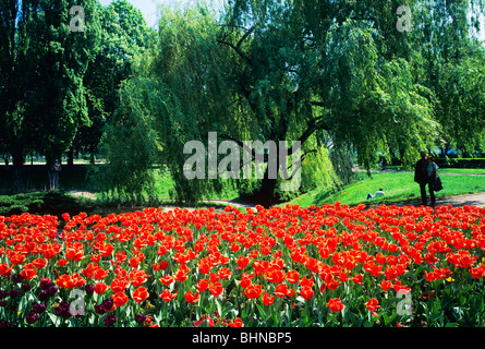 Red tulip flowerbeds, Parc de la Citadelle, citadel park, Strasbourg, Alsace, France Stock Photo