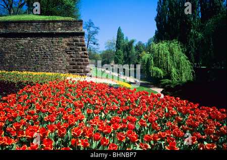 Tulip flowerbeds and Vauban ramparts,  Parc de la Citadelle, citadel park, Strasbourg, Alsace, France Stock Photo