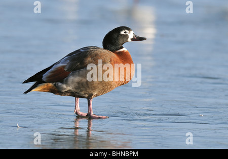 South African Shelduck - Tadorna cana Male Standing on Ice Stock Photo