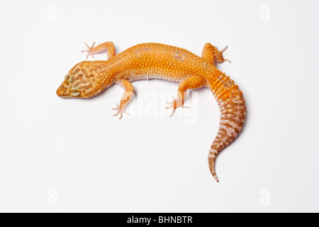 Leopard Gecko, Eublepharus macularius, on a white background Stock Photo