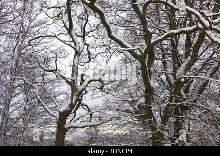 Snow covered trees. Stock Photo