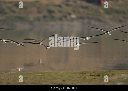 Indian Skimmer (Rynchops albicollis) in river Chambal in north India Stock Photo