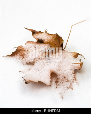 Maple Leaf Covered in Snow Stock Photo