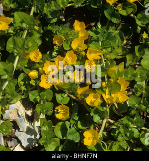 Creeping Jenny or moneywort (Lysimachia nummularia) a prostrate flowering plant Stock Photo