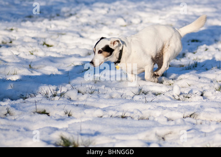 Dogs in snow Stock Photo