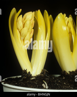 Chlorotic hyacinth bulbs reared in the dark and producing flower buds Stock Photo