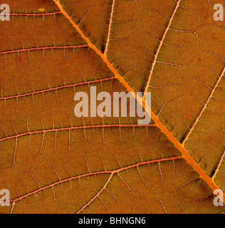 Main leaf veins and lateral leaf veins shown on backlit leaf from a smoke tree Stock Photo