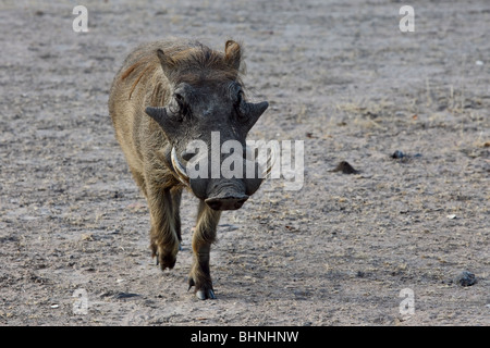 Warthog (Phacochoerus africanus) a member of the pig family. Stock Photo
