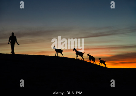 Silhouette of four goats and goatherd, against deep orange sunset sky in the Sahara Desert Stock Photo