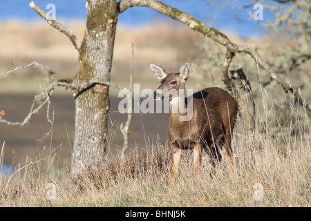 Black-tailed Deer in a grass field in Oregon Stock Photo