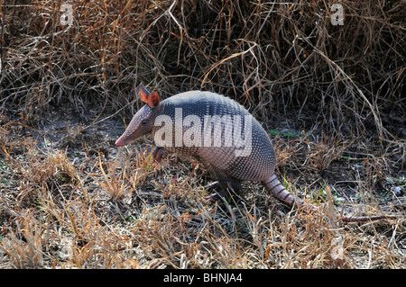 Nine-banded armadillo (Dasypus novemcinctus) stands on hind legs while foraging along a Florida roadside Stock Photo