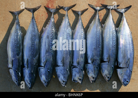 Auxis thazard fish in a row frigate tuna sport fishing catch Stock Photo