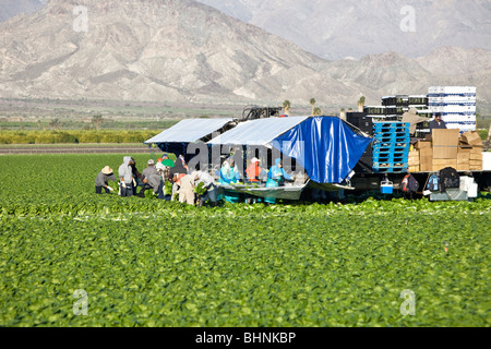 Lettuce 'Romaine' field harvest, workers picking & processing. Stock Photo