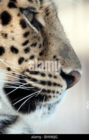 Amur leopard profile Stock Photo