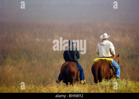 Cowboys & cowgirls riding the range herding cattle Stock Photo