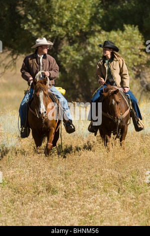 Cowboys & cowgirls riding the range herding cattle Stock Photo