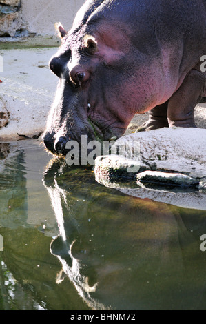 A hippo (Hippopotamus amphibius) named Lou at the Homosassa Springs Wildlife State Park, Florida Stock Photo
