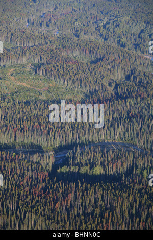 Aerial view of clearcuts and mountain pine beetle infested trees, near Smithers, British Columbia Stock Photo