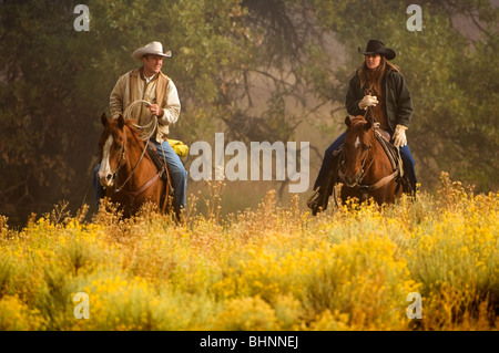 Cowboys & cowgirls riding the range herding cattle Stock Photo