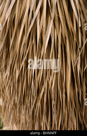 Textures and patterns of a large tropical palm tree leaf Stock Photo ...