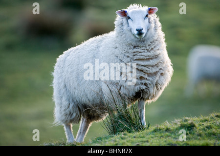 Texel crossbred Sheep (Ovis aries). Ewe or female. Stock Photo