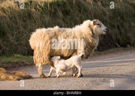 Ewe and suckling lambs. Sheep. Ovis aries. Free ranging. Roadside, Scotland. Stock Photo