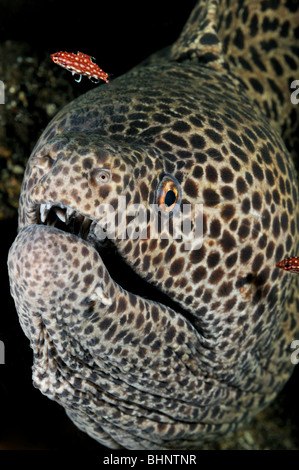 Gymnothorax favagineus, Honeycomb moray, Blackspotted moray, Tulamben, Bali, Indonesia, Indo-Pacific Ocean Stock Photo