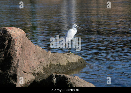 Little Egret looking for fish along the shore of Elephantine Island in Aswan, Egypt Stock Photo