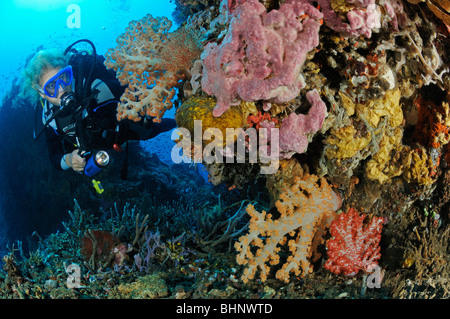 Dendronephthya sp., colorful soft corals and scuba diver, Angels Canyon, Angies Canyon, Alam Anda, Bali Stock Photo