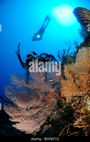 Annella mollis, Subergorgia hicksoni, scuba diver on colorful coral reef with giant fan gorgonian, Batu Karang, Alam Anda, Bali Stock Photo