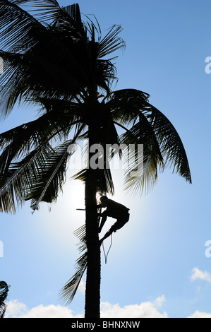 Man Climbing A Coconut Tree To Pluck Coconuts Stock Photo Alamy