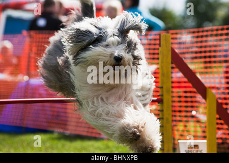 Dog jumping in agility competition Stock Photo