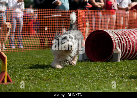 Dog running in agility competition Stock Photo