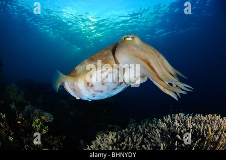 Sepia latimanus, Broadclub cuttlefish, Alam Anda, housereef, Bali, Indonesia, Indo-Pacific Ocean Stock Photo