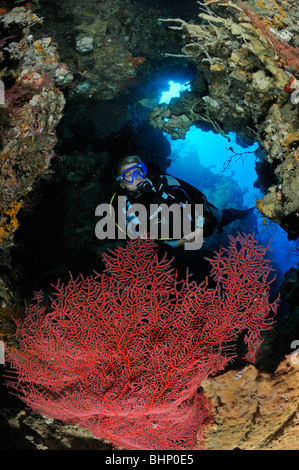 Subergorgia sp., scuba diver in cavern with red gorgonian fan, Nationalpark Menjangan, Bali, Indonesia, Indo-Pacific Ocean Stock Photo