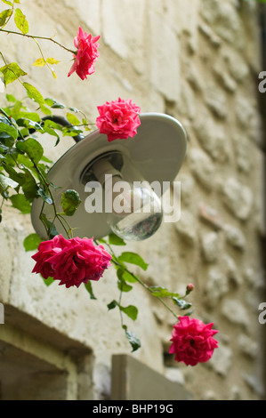 Outdoor light with roses on wall of French stone farmhouse Stock Photo