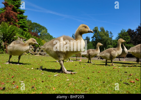 close up of a geese family in spring Stock Photo