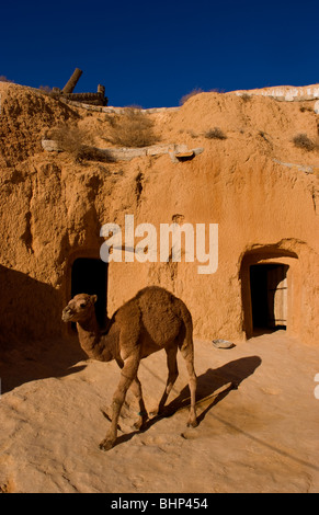 Berber Lifestyle Village Matmata Tunisia cave house with camel as transportation in mountain Africa Stock Photo