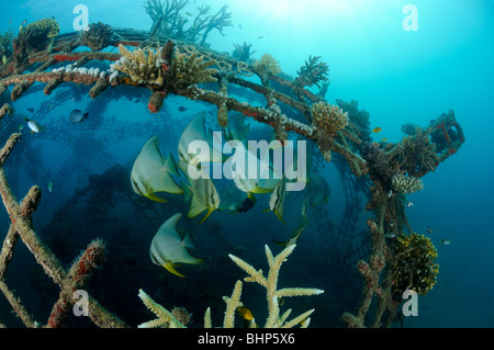 Platax teira, school of Tall-fin batfish on artificial reef, Pemuteran, Bali, Indonesia, Indo-Pacific Ocean Stock Photo