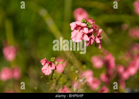 Diascia, Ruby Field (Scrophulariaceae) growing in a garden border Stock Photo