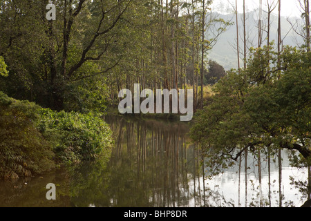 India, Kerala, Munnar, Muthirupuzha River lined with eucalyptus trees Stock Photo