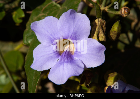 India, Kerala, Munnar, wild flowers blue Blue Trumpet Vine Thunbergia laurifolia, Laurel Clock Vine, Babbler's Vine, Acanthaceae Stock Photo