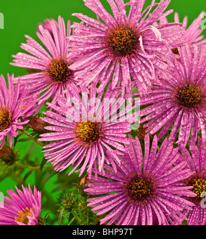 black and white image of a aster Asteraceae Stock Photo - Alamy