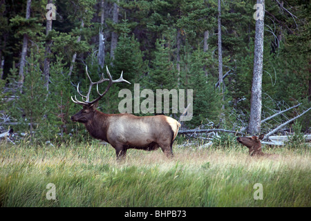Bull Elk watches over his harem herd of females along river and forest in Yellowstone national park, Wyoming. Side view. Stock Photo