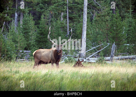 Bull Elk watches over his harem herd of females along river and forest in Yellowstone national park, Wyoming. Looking forward. Stock Photo