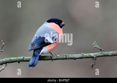 Bullfinch, Pyrrhula pyrrhula, single male on branch, Staffordshire, winter 2010 Stock Photo