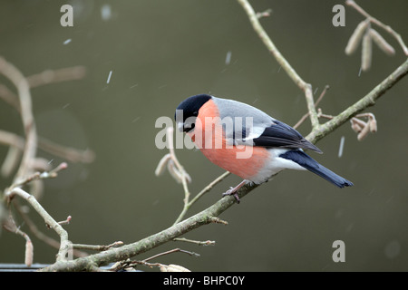 Bullfinch, Pyrrhula pyrrhula, single male on branch, Staffordshire, winter 2010 Stock Photo