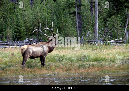 Bull Elk watches over his harem herd of females along river and forest in Yellowstone national park, Wyoming. Stock Photo