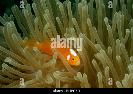 Amphiprion leucokranos, White-Bonnet Anemonefish, clownfish, Gawana Housereef, Northbali, Bali, Indonesia, Indo-Pacific Ocean Stock Photo