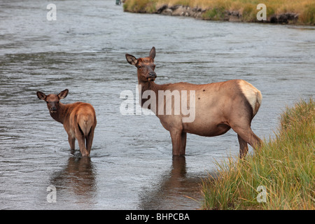 Female cow Elk and young calf crossing a river in Yellowstone National Park, Wyoming. Stock Photo